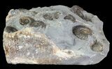 Ammonite Fossil Slab - Marston Magna Marble #63515-1